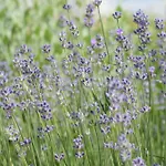 Kairos Valley Wellness & Longevity *
