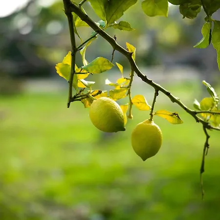 Kairos Valley Wellness & Longevity Hotel Datça