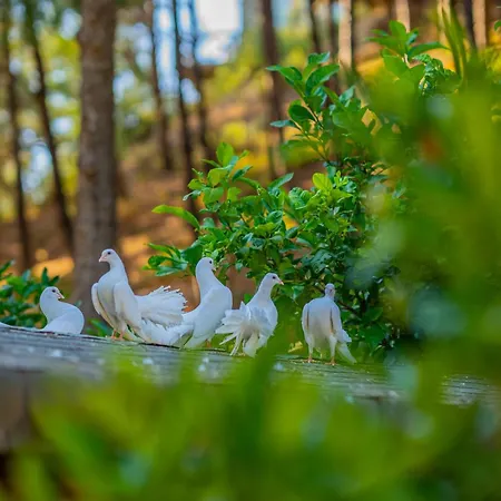 Hotel Kairos Valley Wellness & Longevity Datça