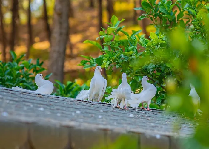 Hotell Kairos Valley Wellness & Longevity *