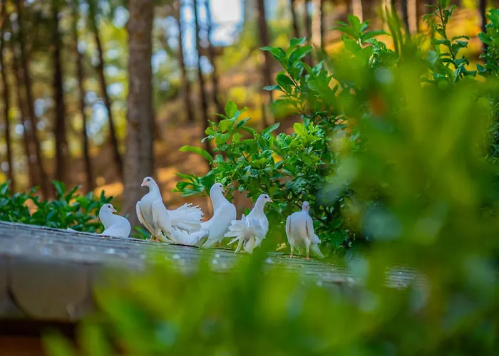 Hotell Kairos Valley Wellness & Longevity Datça